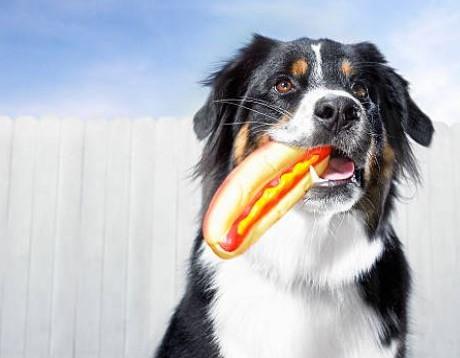 Dog with a hot dog